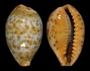 Palmadusta humphreysii