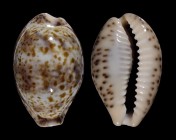 Palmadusta lentiginosa lentiginosa