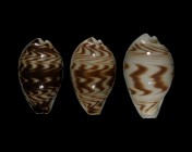 Palmadusta diluculum diluculum
