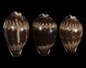 Palmadusta diluculum diluculum