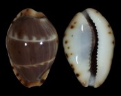 Palmadusta androyensis 