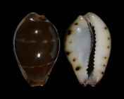 Palmadusta androyensis 