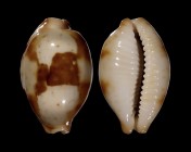 Bistolida stolida stolida