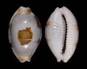 Bistolida stolida clavicola