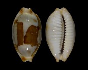Bistolida stolida stolida