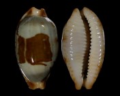 Bistolida stolida stolida
