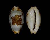 Bistolida stolida rubiginosa