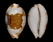Bistolida stolida crossei