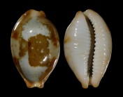 Bistolida stolida crossei var.
