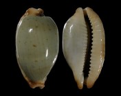 Bistolida diauges