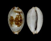 Bistolida erythraeensis 
