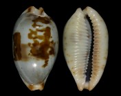 Bistolida erythraeensis