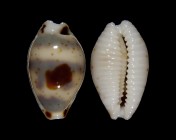Bistolida ursellus 