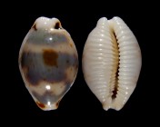 Bistolida ursellus 