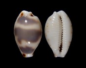 Bistolida ursellus f. amoeba