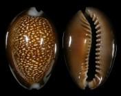 Monetaria caputdraconis