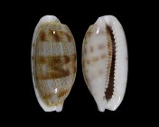 Talostolida teres alveolus