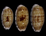 Talostolida pellucens pellucens