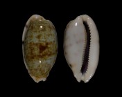 Talostolida pellucens panamensis