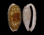 Talostolida pellucens panamensis