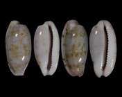 Talostolida subteres ssp. set