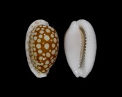 Cribrarula cribraria cribraria