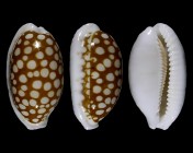 Cribrarula cribraria cribraria
