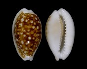 Cribrarula cribraria zadela