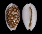 Cribrarula cribraria zadela