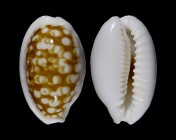 Cribrarula cribraria ganteri