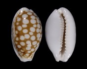 Cribrarula cribraria ganteri