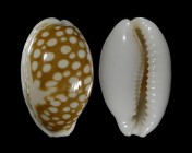 Cribrarula cribraria ganteri