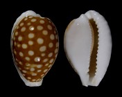 Cribrarula exmouthensis rottnestensis