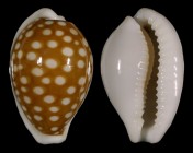 Cribrarula exmouthensis rottnestensis