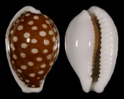 Cribrarula exmouthensis rottnestensis