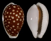 Cribrarula exmouthensis rottnestensis
