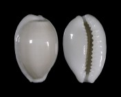 Cribrarula melwardi