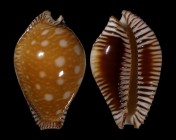 Perisserosa guttata guttata