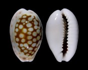 Cribrarula esontropia francescoi