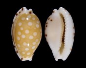 Cribrarula astaryi 
