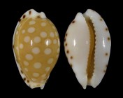 Cribrarula astaryi