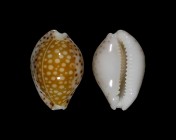 Cribrarula gaskoinii 