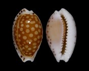 Cribrarula gaskoinii 