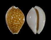 Cribrarula gaskoinii