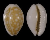 Cribrarula catholicorum