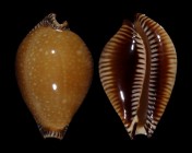 Perisserosa guttata surinensis