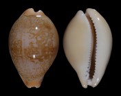 Austrasiatica langfordi poppeorum