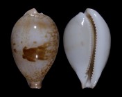 Austrasiatica hirasei 
