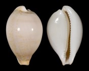 Austrasiatica hirasei