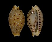 Erosaria beckii 